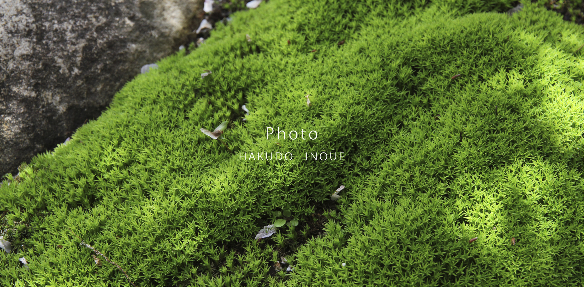 photo2019年1月梅春
