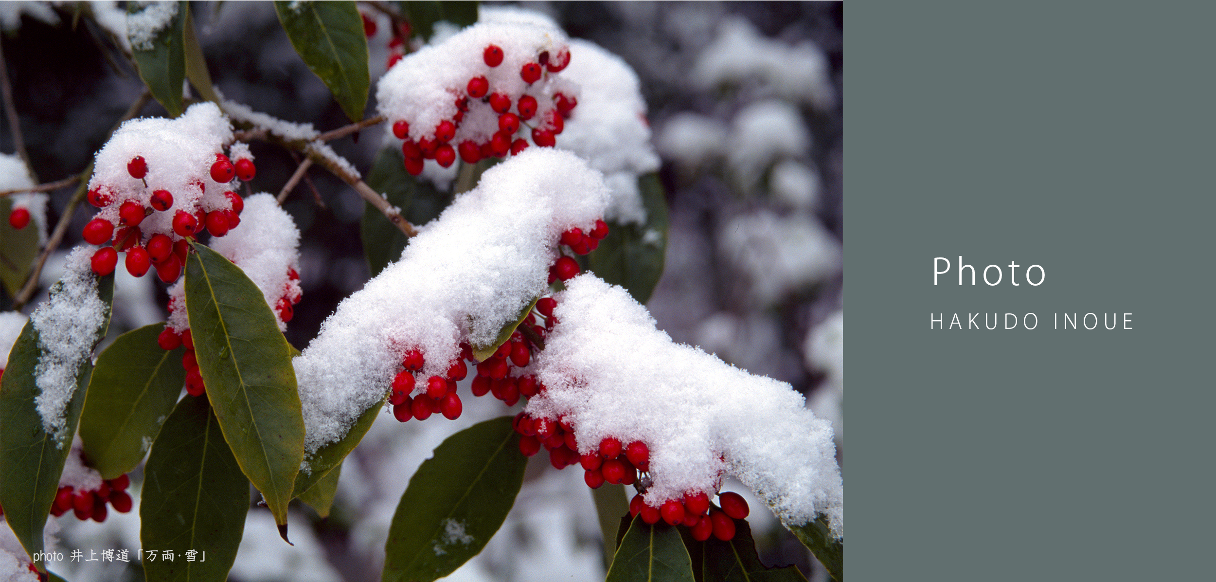 井上博道の世界