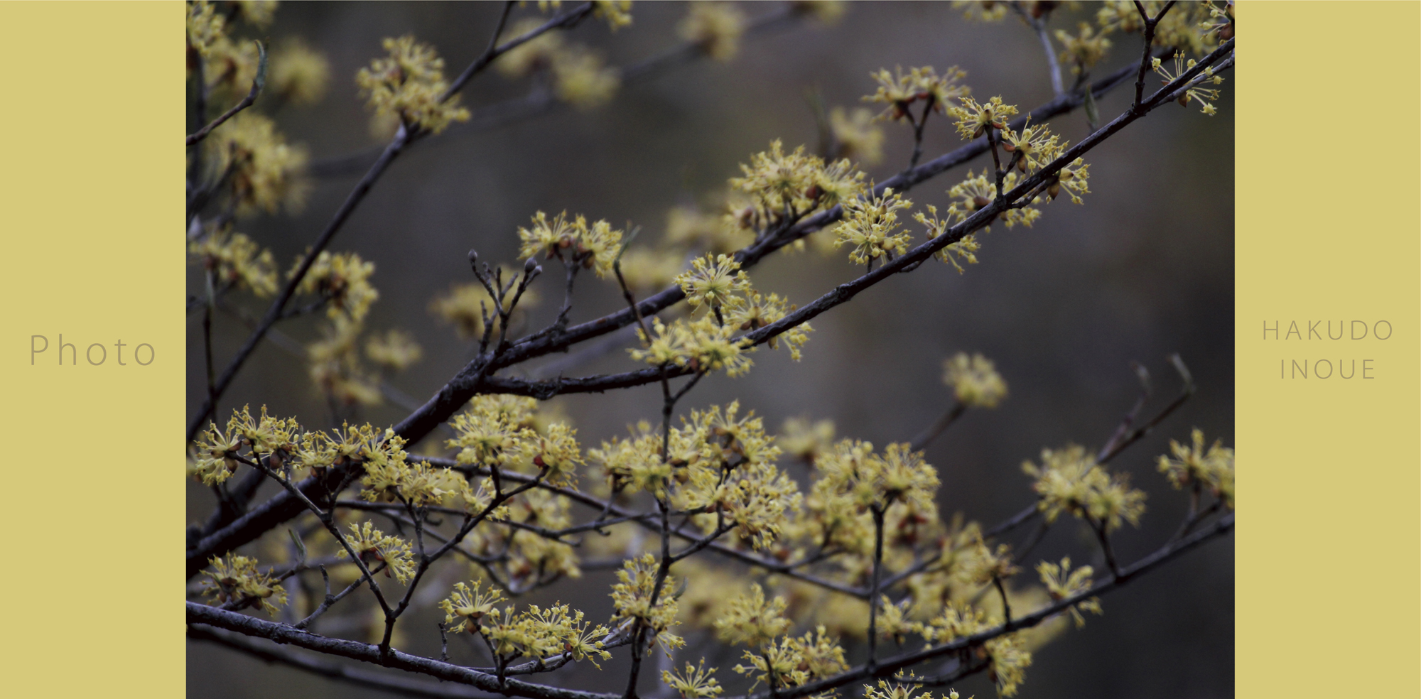 photo2019年1月梅春
